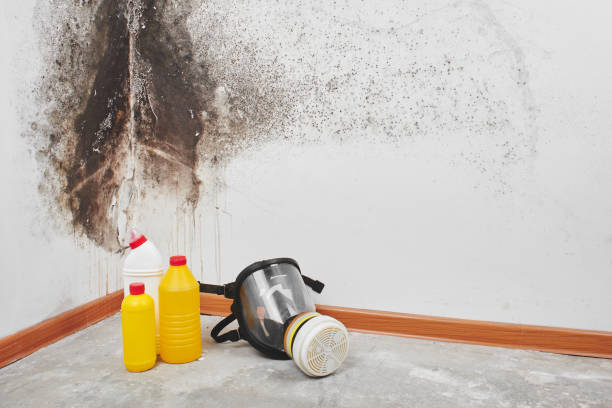 Best Professional Mold Removal  in Hyattsville, MD