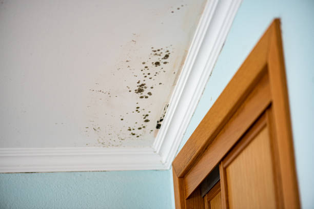 Best Mold Removal Process  in Hyattsville, MD