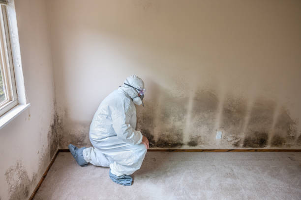 Best Commercial Mold Removal  in Hyattsville, MD