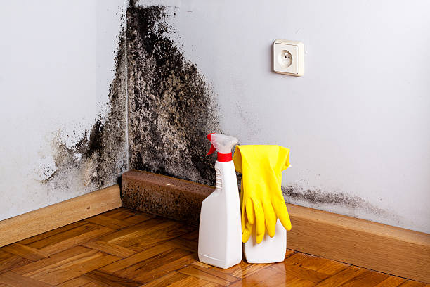 Reliable Hyattsville, MD Mold Removal Solutions