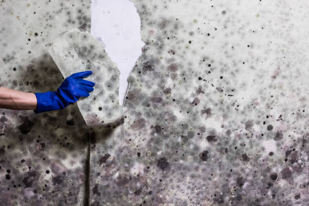 Best Residential Mold Removal  in Hyattsville, MD