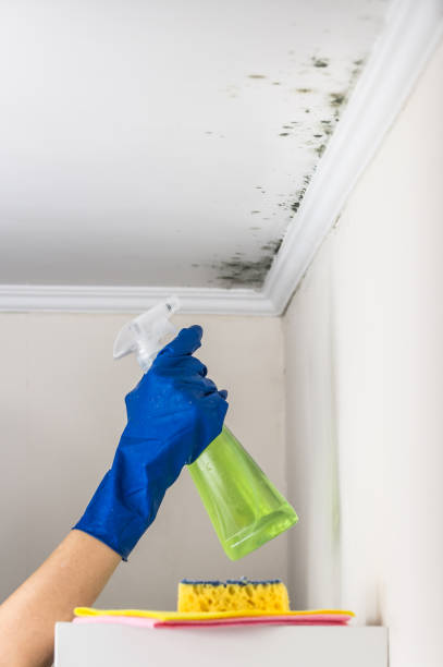 Best Mold Removal Company Near Me  in Hyattsville, MD