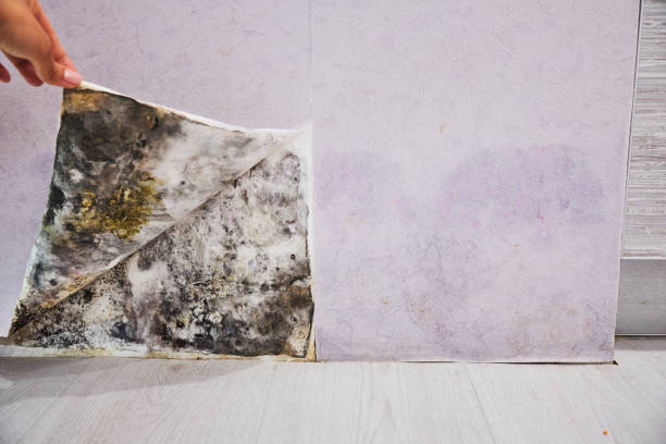 Best Crawl Space Mold Removal  in Hyattsville, MD